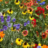 Seeds - Sow True Seed