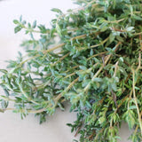 Seeds - Sow True Seed