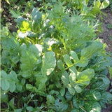 Seeds - Sow True Seed