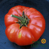 Seeds - Sow True Seed