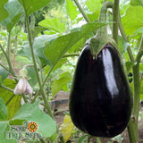 Seeds - Sow True Seed