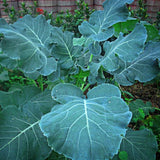 Seeds - Sow True Seed
