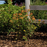 Pumpkin St. John's Wort