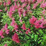 Vision in Red Chinese Astilbe