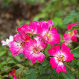 Pink Drift® Rose