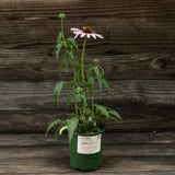 PowWow® Wild Berry Echinacea, Coneflower