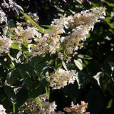 Lava Lamp® Candelabra® Hydrangea
