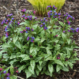 PW® Spot On Lungwort