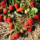 Allstar Strawberry Plants (10 Bare Root) – June-Bearing Variety – Large Sweet Berries – High Yield & Cold Hardy Garden Fruit