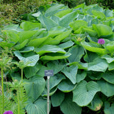 PW® Shadowland® Empress Wu Hosta