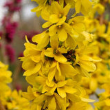 Show Off Starlet® Forsythia