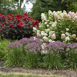 Serendipity Ornamental Onion