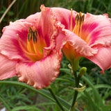 Strawberry Candy Daylily