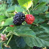 Bushel and Berry® Baby Cakes® Thornless Blackberry