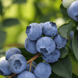 Top Hat Blueberry (Mid Harvest)