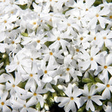 Snowflake Creeping Phlox