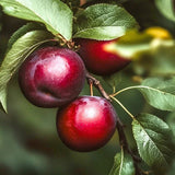 Burgundy Plum Tree