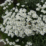 Snowsurfer™ Candytuft