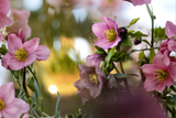 3 Lenten Rose Live Starter Plants -  Helleborus spp.