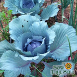 Seeds - Sow True Seed