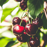 Sweet Cherry, 2 on 1 Multiple Grafted Fruit Tree
