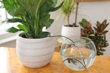 Blumat Classic Automatic Plant Waterers – 3 Pack