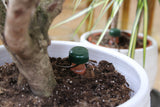 Blumat Classic Automatic Plant Waterers – 3 Pack