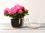 Blumat Classic Automatic Plant Waterers – 3 Pack