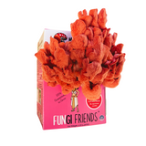Cleopashrooma - Pink Oyster Mushroom Grow Kit - 5 LBS (with box)