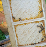 Comb Honey Cassettes