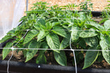 Sungrower Garden Trellis