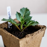 CowPots® #4 Square