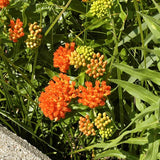 Butterfly Weed