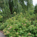 Alice Oakleaf Hydrangea