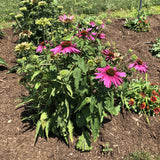 Green Twister Echinacea, Coneflower