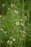 500 Drymocallis arguta Seeds | Prairie Cinquefoil | Native Perennial Wildflower | Pollinator-Friendly Meadow Plant