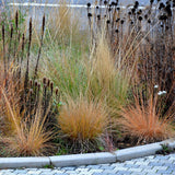 Lumen Gold™ Fountain Grass