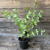 Blue False Indigo