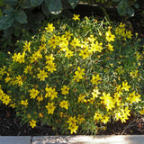 Zagreb Threadleaf Tickseed