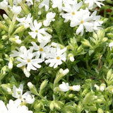 Snowflake Creeping Phlox