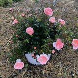 Apricot Drift® Rose