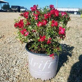 Red Drift® Rose