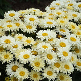 PW® Amazing Daisies® Banana Cream II Shasta Daisy