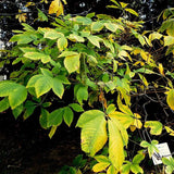 Buckeye Bottlebrush
