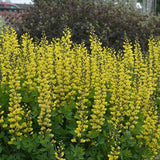 Decadence® Lemon Meringue Baptisia