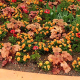 Caramel Coral Bells, Heuchera