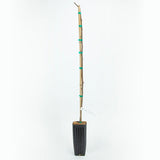 Improved Brown Turkey Potted Fig Tree