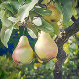Warren Pear Tree