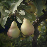 Warren Pear Tree