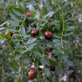 Li Jujube Tree